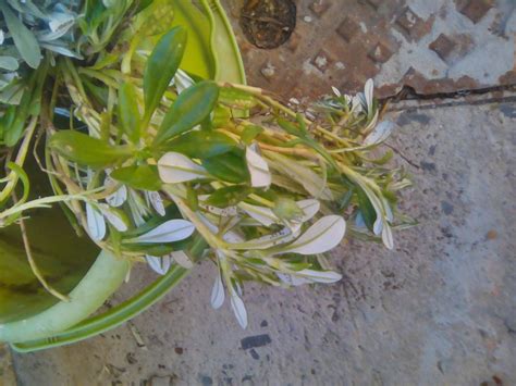 Communitree - Batch #62