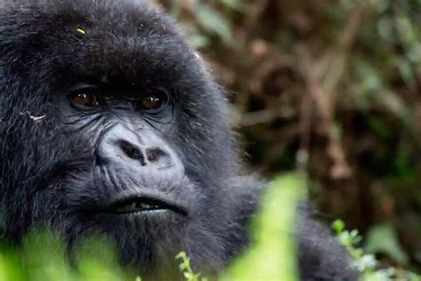 ATTRACTIVE SAFARIS | BEST WILDLIFE TOURS, PILGRIMAGE, CULTURE AND MANY ...