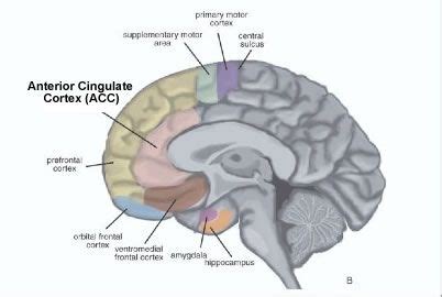 Cingulate cortex Anatomy 的图像结果