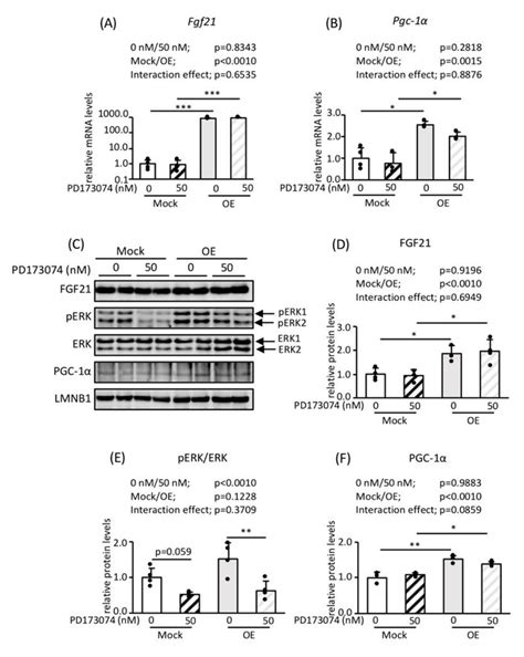 Srebp-1c/Fgf21/Pgc-1α Axis Regulated by Leptin Signaling in Adipocytes ...