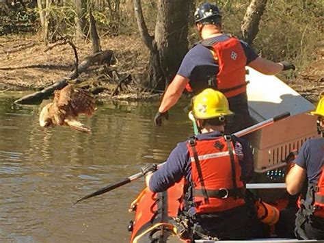 美国弗吉尼亚州消防员救下一只被水上钓鱼线挂住的猫头鹰 - 神秘的地球 科学|自然|地理|探索