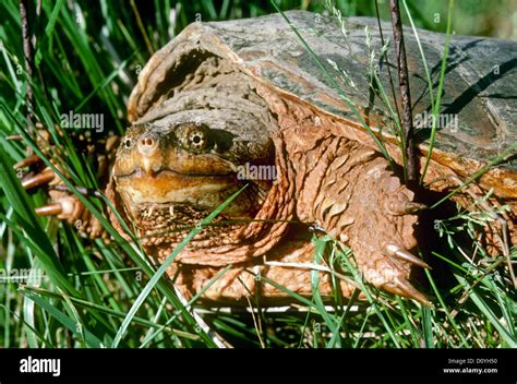 Snapping Turtle Front Face 的图像结果