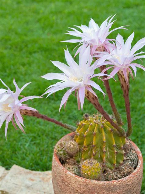 15 Dazzling White Cacti Blooms That Will Surprise You