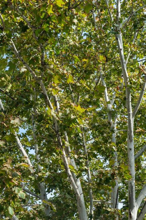 Image result for Sycamore Tree Usage