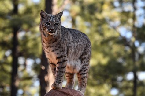 Rotluchs, der auf einem Felsen steht Kostenloses Stock Bild - Public ...