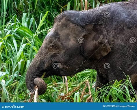 Wild Bornean Pygmy Elephant, Malaysia Stock Photo - Image of rainforest ...