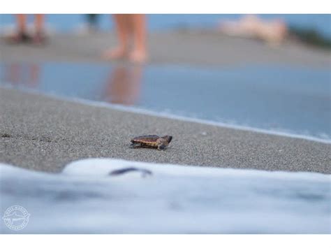 Loggerhead Sea Turtle Hatchlings 的图像结果