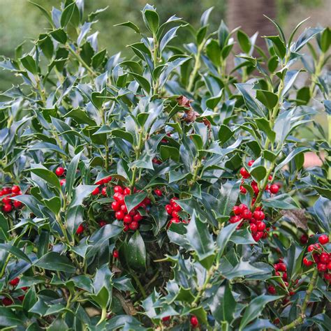 When to prune holly bushes to keep them healthy and controlled | Ideal Home