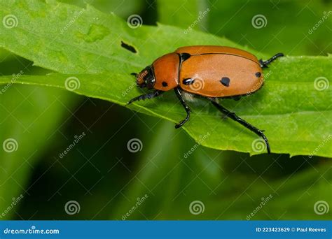 Grapevine Beetle - Pelidnota Punctata Stock Image - Image of natural, park: 223423629