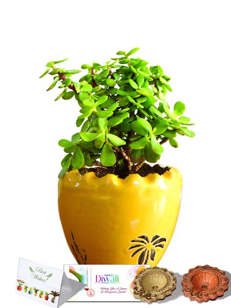 Rolling Nature Diwali Gift Combo of Good Luck Jade Plant In Yellow ...