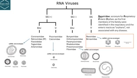 Image result for RNA Virus Classification