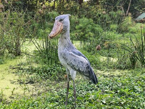Where to see Shoebills + 19 other surprising Shoebill facts - Kikooko ...