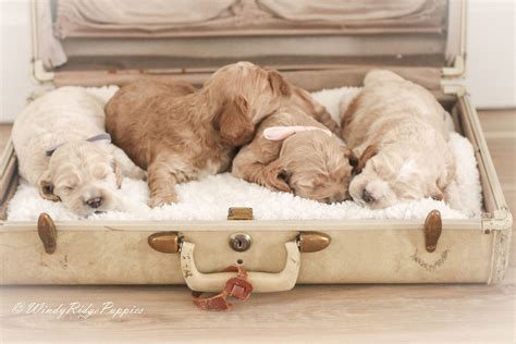 Cockapoo Puppy Adoption Application | Windy Ridge Puppies