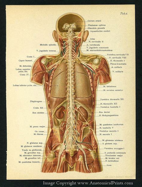 Anatomy Of Back Organs - Anatomical Name Of Lower Back Muscles : anatomy calf ... - It is the ...