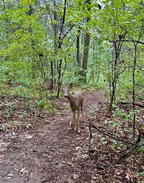 Boulder Brook Trail Walk, Kelly Memorial Park parking lot (for GPS, use ...