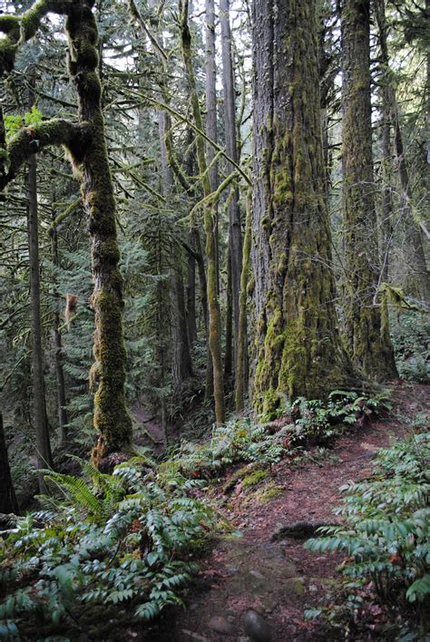 Black Watch Sasquatch: Eagle Fern Park - Estacada, Oregon
