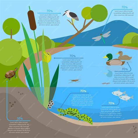Pond Ecosystem Diagram For Kids
