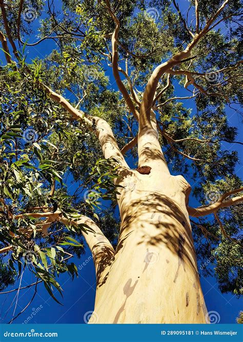 Image result for Eucalyptus Tree Trunk Rot