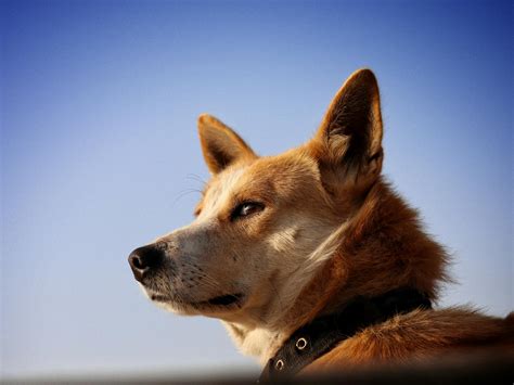 Exploring Dingo Dog Hybrids: Genetic and Ecological Insights