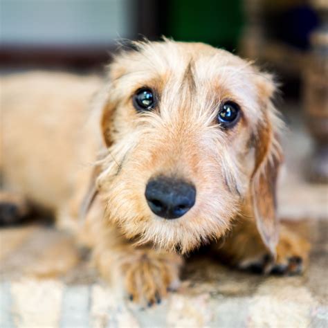 Miniature Wire-Haired Dachshund at Sandra Moody blog