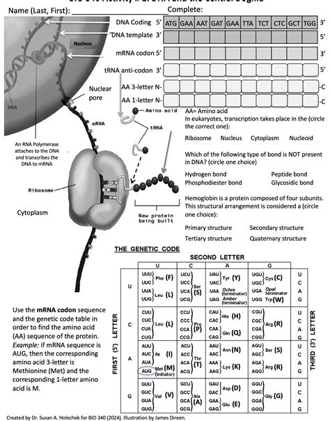 DNA Coding of Protien Tutorial 的图像结果