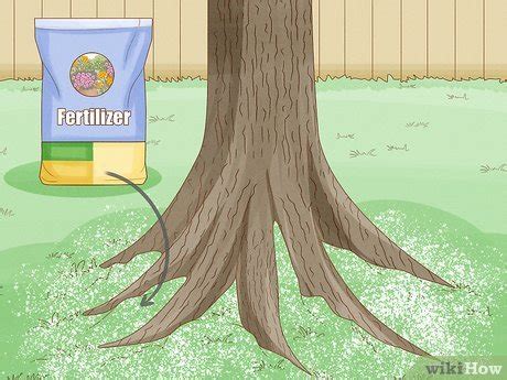 Image result for How Do You Fertilize a Tree