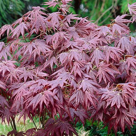 Most Expensive Acer Tree at Alyssa Corrie blog