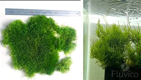 Image result for How Tall Do Java Moss Grow