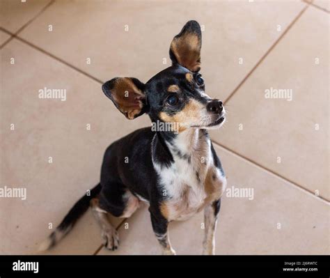 A black and white Brazilian terrier dog next to a cream floor sitting ...