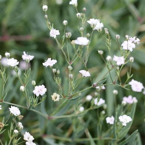 Buy baby's breath Gypsophila 'Rosenschleier': Delivery by Waitrose Garden