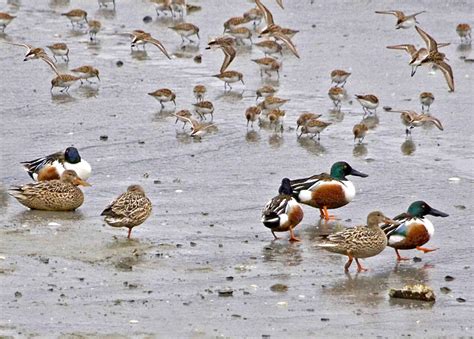 Free picture: northern shovelers, ducks, beach, shorebirds