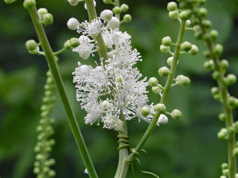 Black Cohosh Tea Benefits ~ Healthy Tea 101
