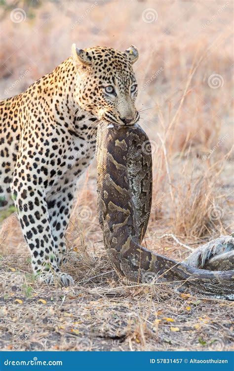 Python Eating Leopard 的图像结果