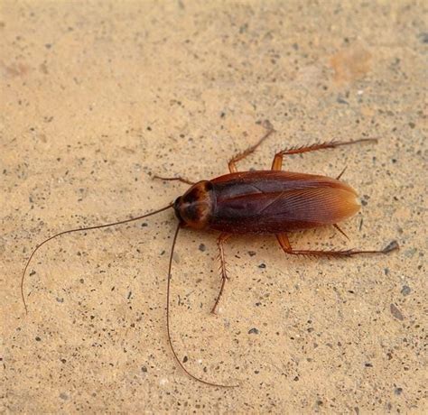 Cockroach Definition 的图像结果