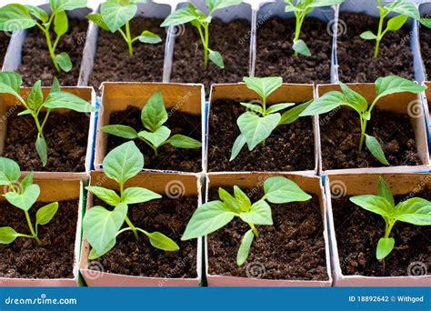 Bell pepper seedlings stock photo. Image of soil, planting - 18892642