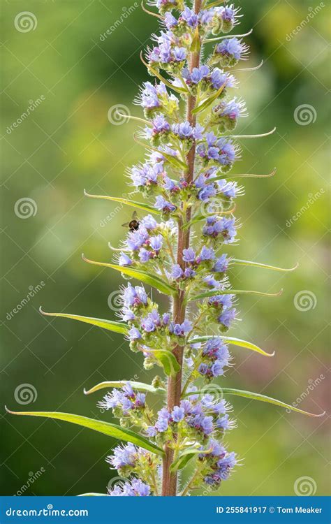 Giant Vipers Bugloss Echium Pininana Flowers Stock Image - Image of head, green: 255841917