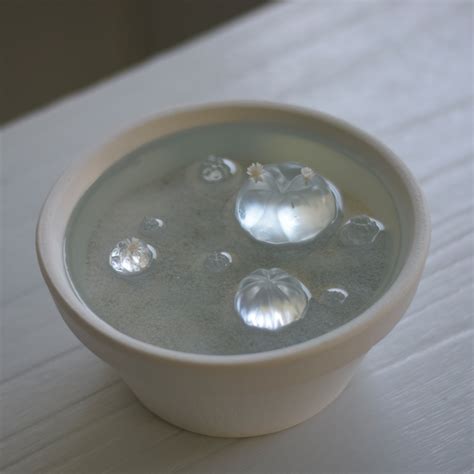 water cactus (玉サボテン) | echidna