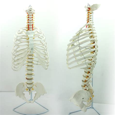 Buy WERYU Thoracic Pelvis Model,Sternum Model,Sternum and Cartilage ...