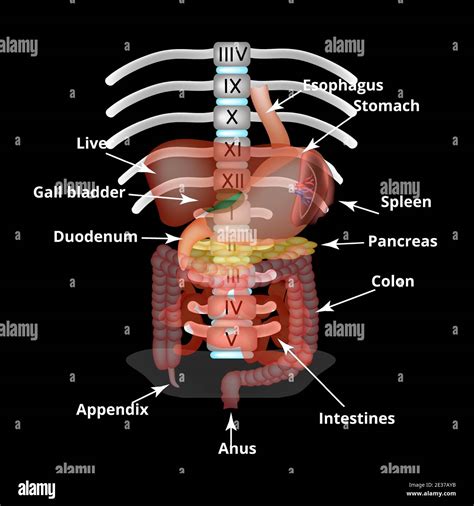 Anatomical structure of the abdominal organs. Spleen, liver ...