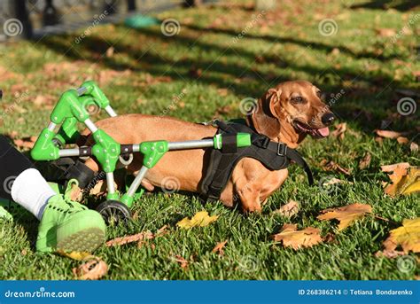 A Smooth-haired Red Dachshund in a Wheelchair for Paralyzed Hind Legs ...