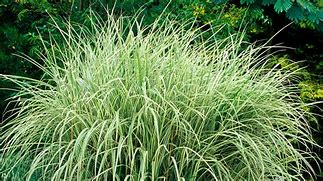 Image result for White Fountain Grass