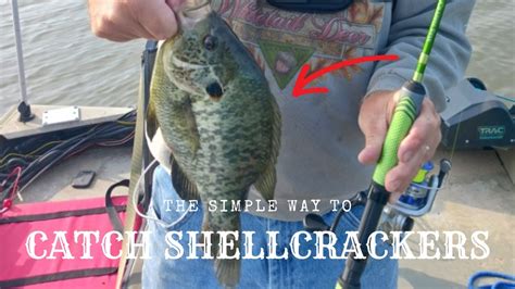 Image result for Shellcracker Baits