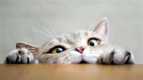 What Animals Have Good Hearing? | Signia