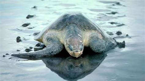 Odisha's Olive Ridley Turtles Genetically Distinct From Global ...