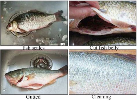 Image result for Fish Cleaner Machine