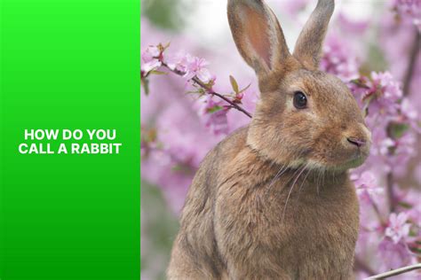 What Does It Mean To Call Someone A Rabbit at Aaron Castillo blog