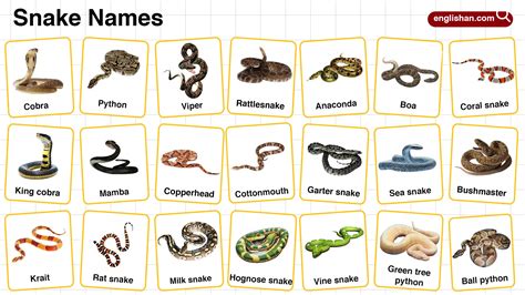 Snake Names in English with their Pictures