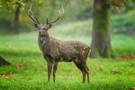 Sika Deer Pictures - AZ Animals