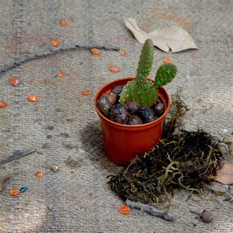 Opuntia Microdasys Rufida Flor Red Bunny Ears Cactus Plant