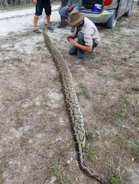 Image result for What a 15 Foot Python Can Do